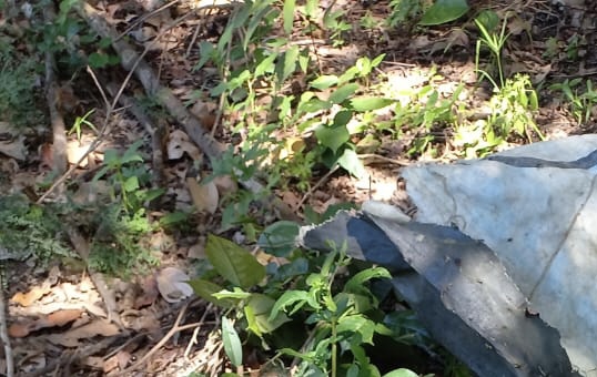 Corp0 com sinais de tortur4 é encontrado em decomposição em ramal do Iranduba; imagens fortes