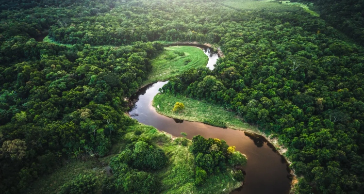Desmatamento na Amazônia tem queda em janeiro, segundo Inpe