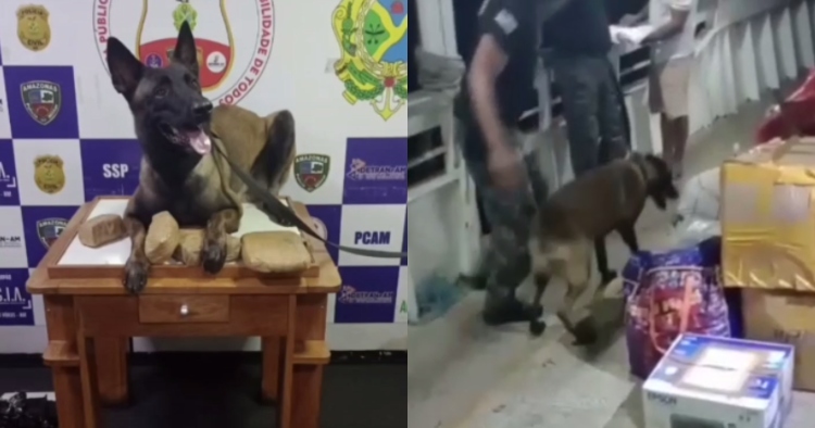 Cão policial causa prejuízo de R$ 65 mil para tráfico de drogas no AM; veja vídeo