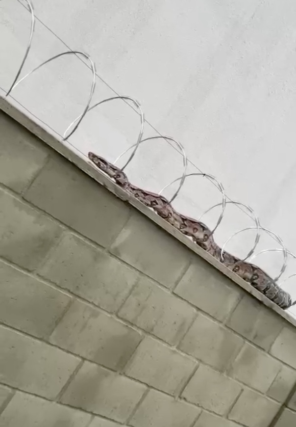 Jiboia causa pânico em condomínio residencial em Manaus; veja vídeo