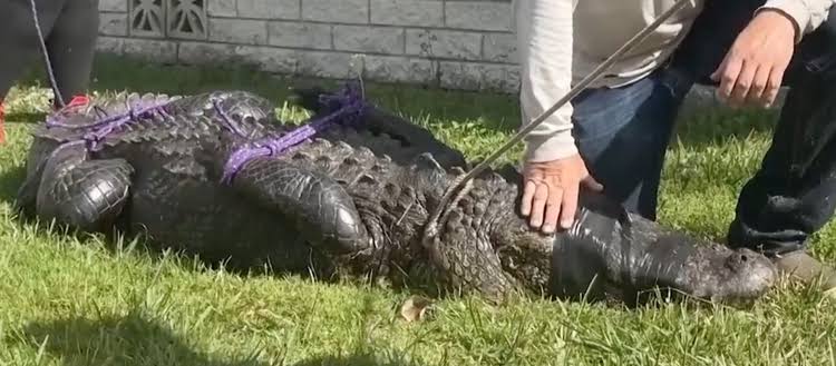 Idosa m0rre após ataque brutal de jacaré enquanto passeava com seu cachorro