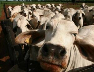 Brasil suspende exportação de carne à China após caso de “vaca louca”