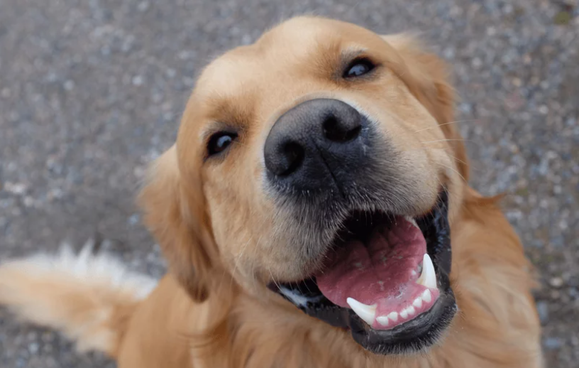 ONG promove “Carna Pet” para adoção de animais em Manaus; saiba mais