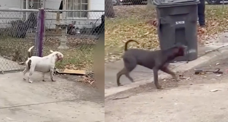 Desesperador: pitbulls furiosos são flagrados devorando idoso; veja vídeo