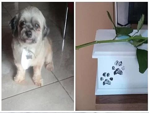 Mulher deixa cachorro no pet shop e recebe as cinzas do animal; entenda o caso