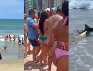 Mulher perde o braço após ataque de tubarão em praia do Brasil; veja vídeos