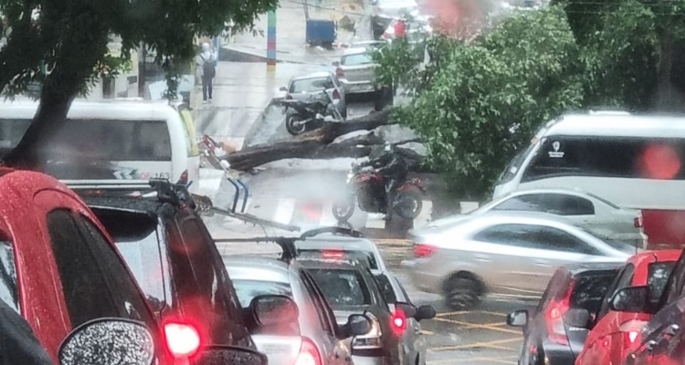 Durante chuva, árvore cai e bloqueia rua no Centro de Manaus; veja vídeo