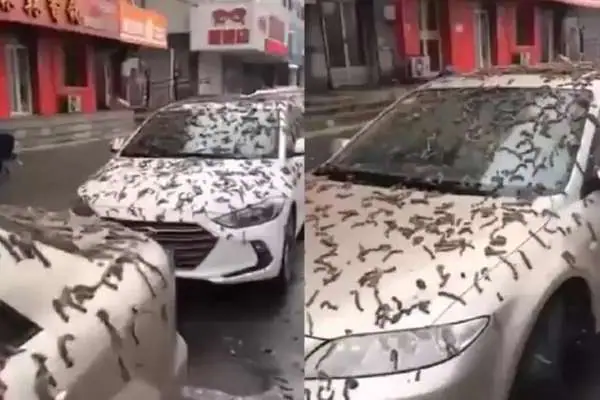 “É o Apocalipse?” Chuva de vermes cobre carros na China e deixa moradores em pânico; veja vídeo