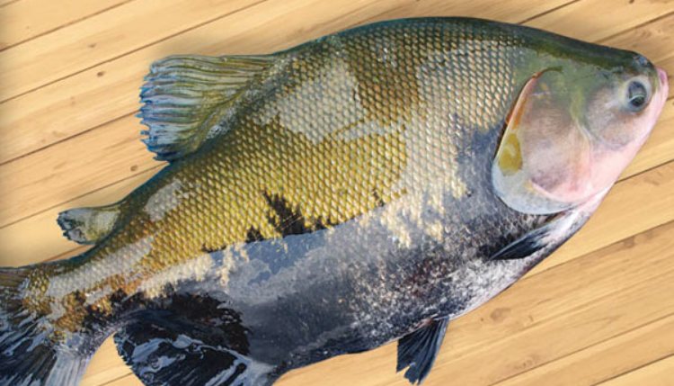 Bactéria pode melhorar a qualidade do tambaqui no AM