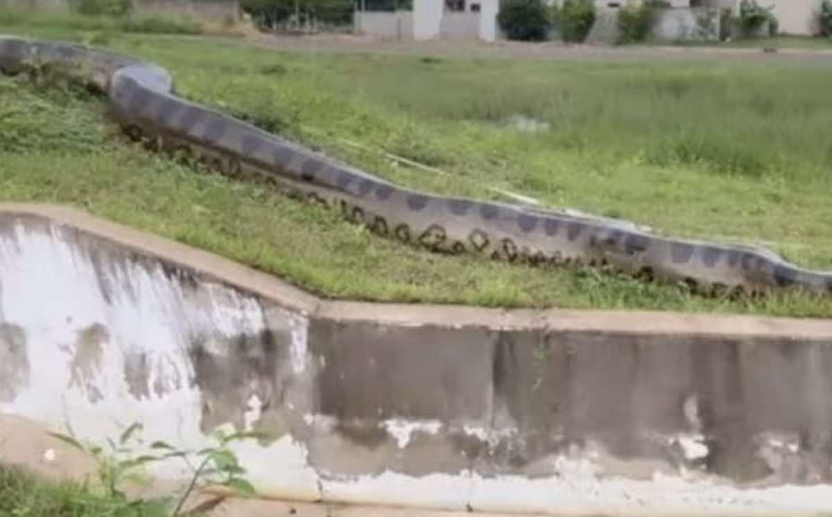Sucuri gigante é vista passeando “de boa” perto da população; veja vídeo