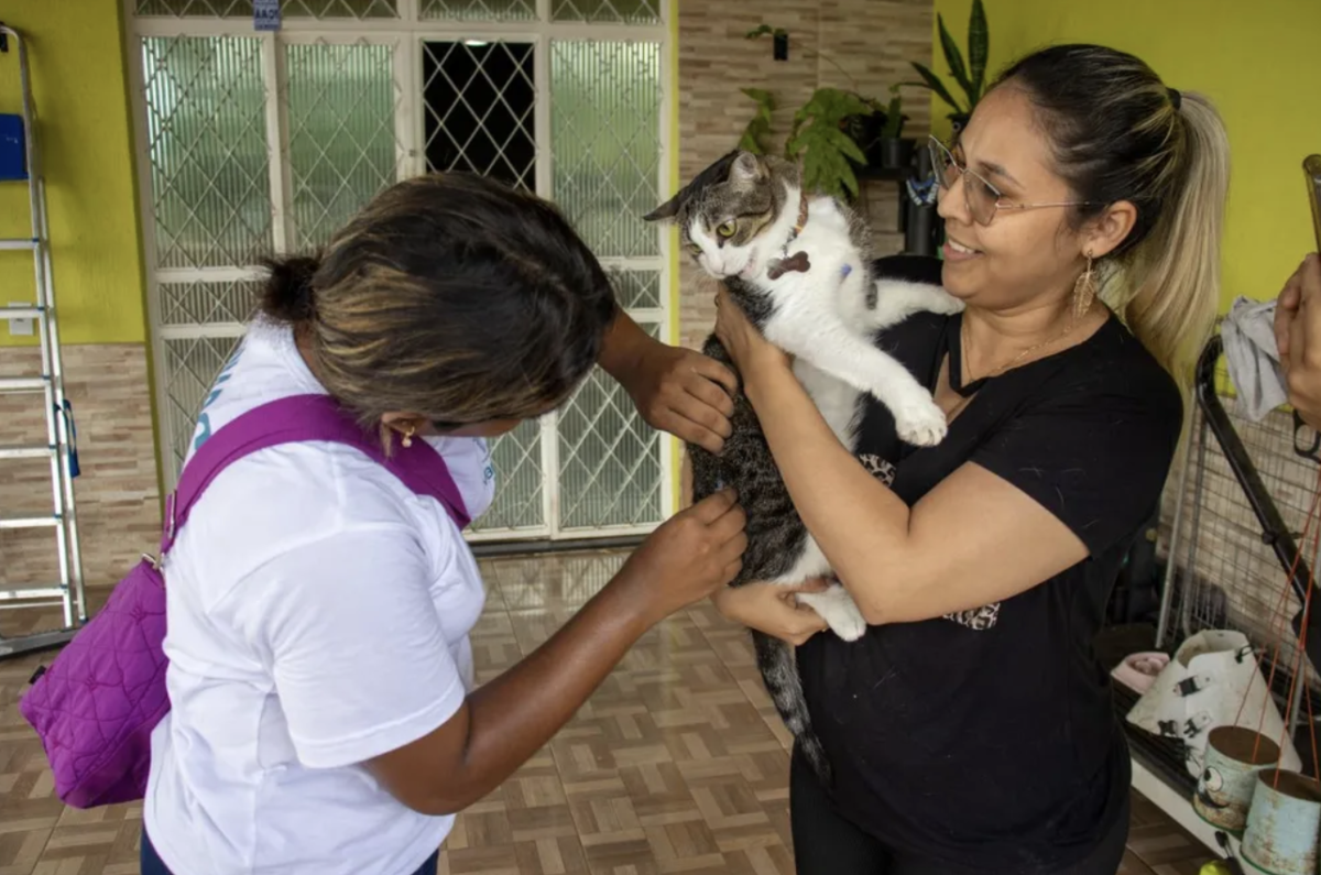 Prefeitura de Manaus oferece castração gratuita de gatos e vacinação antirrábica na Zona Leste; confira