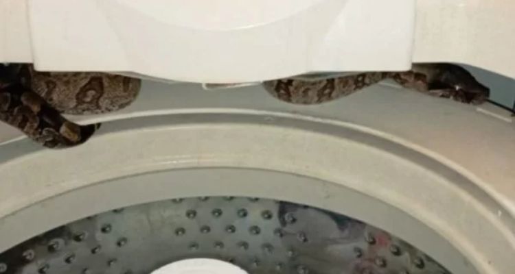 Que susto: jiboia de 1,5 metro é encontrada dentro de máquina de lavar