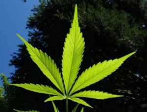 STJ pode liberar cultivo de maconha no Brasil