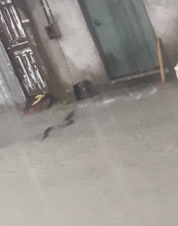 Cobra surpreende moradores durante chuva intensa em Manaus; veja videos