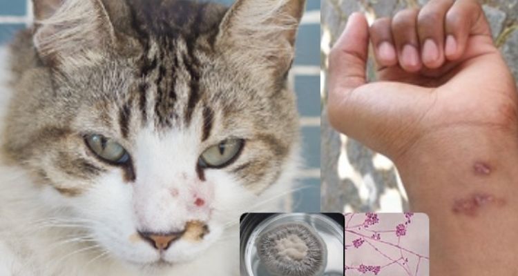 Surto epidêmico: doença que afeta animais e humanos se espalha em Manaus