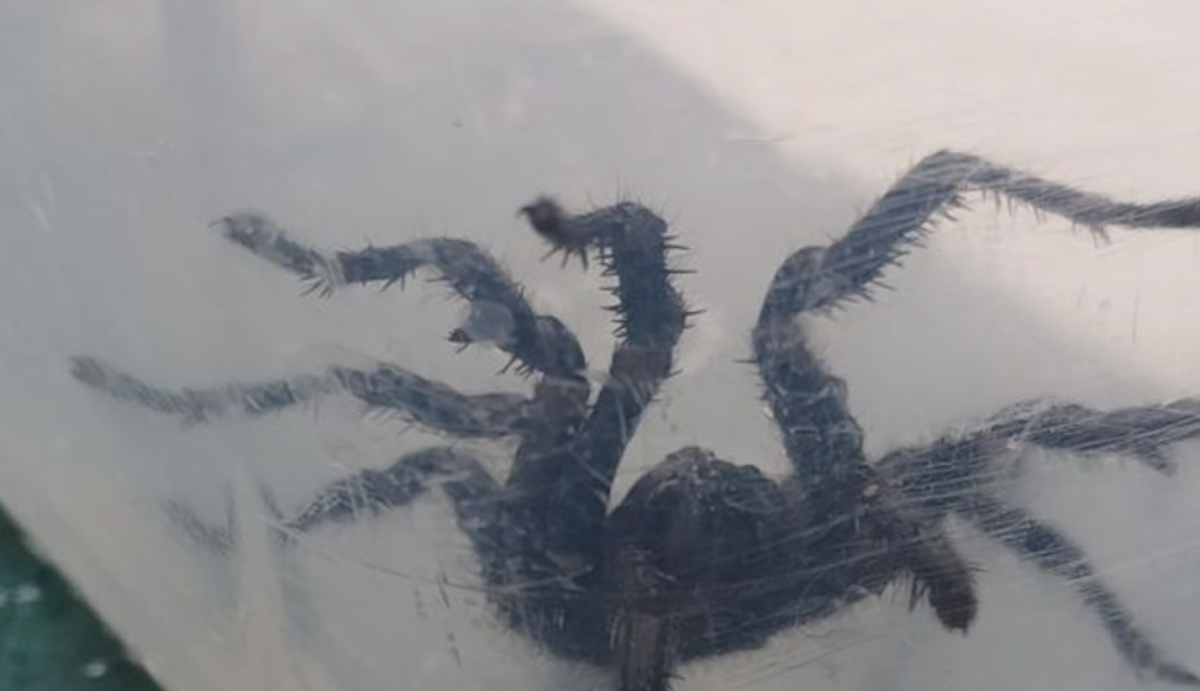 Alerta: aranhas venenosas, capazes de picar debaixo d’água, aparecem dentro de piscinas; saiba mais