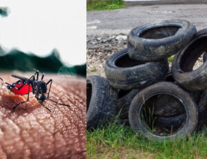 "Preocupante": casos de dengue aumentam 106% no Estado do Amazonas
