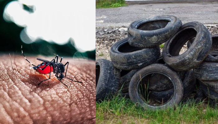 “Preocupante”: casos de dengue aumentam 106% no Estado do Amazonas