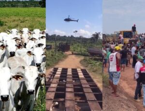 'Olá pobreza, adeus picanha': produtores do AM podem perder 500 mil cabeças de gado para o Ibama