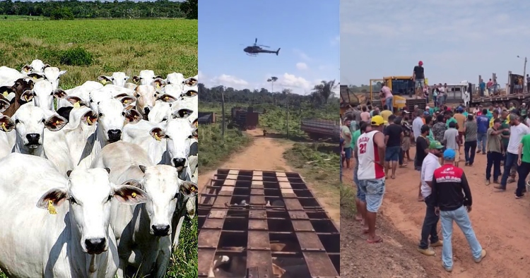 ‘Olá pobreza, adeus picanha’: produtores do AM podem perder 500 mil cabeças de gado para o Ibama
