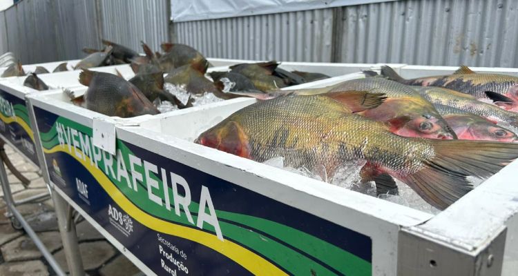 ‘Feirão do Pescado 2023’ tem peixes com preços a partir de R$ 9 em Manaus