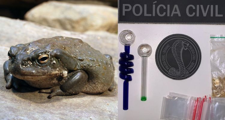 Polícia faz apreensão de substância alucinógena extraída de sapo em casa de líder espiritual