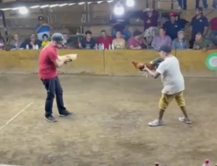 Dolorosa vingança: homem que promovia briga de galo quase morre ao ser atacado pelo animal; veja vídeo