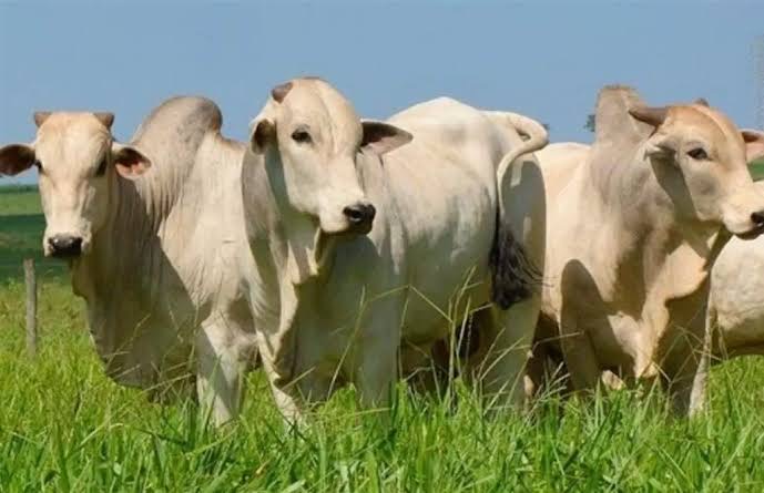 Rússia suspende embargo de carne bovina do Brasil, diz Itamaraty