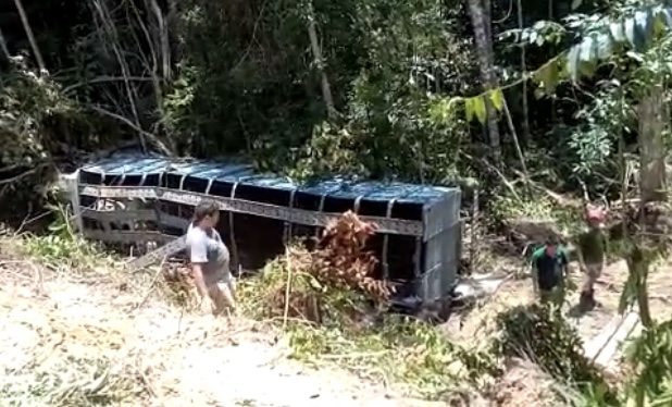 Caminhão que transportava gado tomba na estrada AM-010; veja vídeos