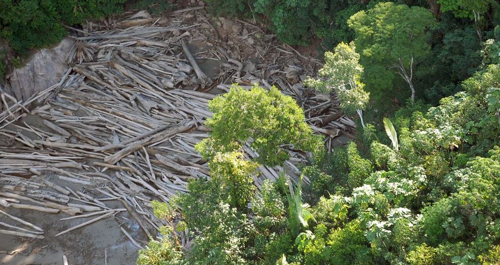 Três em cada quatro hectares desmatados têm indícios de ilegalidade