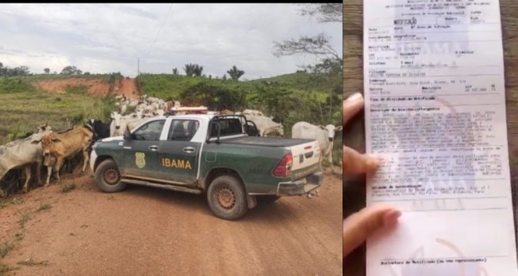 “Começou”: Ibama apreende 3 mil cabeças de gado em áreas embargadas na Amazônia; veja vídeo