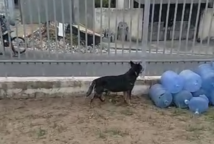 Homem flagra acidente chocante enquanto filmava seu cachorro; veja vídeo