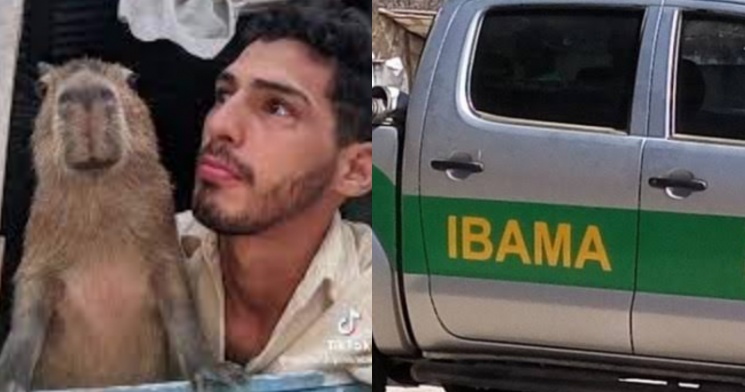 Urgente: Ibama está indo até Autazes para pegar a capivara Filó antes do prazo