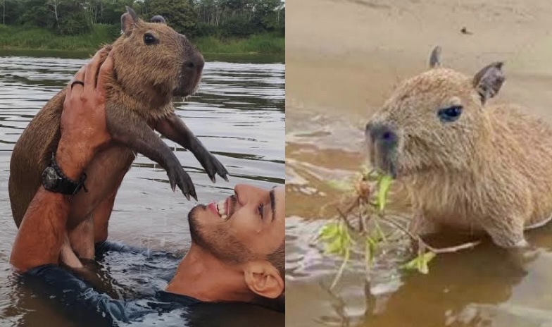 Vitória: capivara ‘Filó’ permanecerá vivendo em seu habitat natural em Autazes