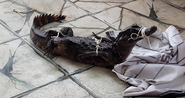 Jacaré é capturado por moradores do bairro Cidade Nova após forte chuva