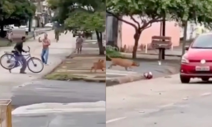 Diarista vai fazer faxina na casa de vereador e é atac4da por pit bulls; veja vídeo