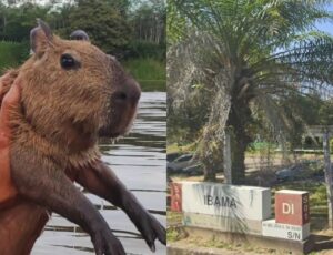 'Lotado': "nova casa" da Capivara Filó já abriga outros 108 animais e com algumas espécies "amontoadas"