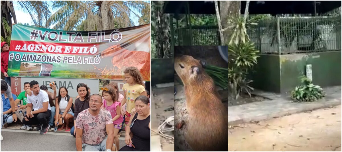 Presa em jaula: defensores realizam manifesto em frente ao IBAMA após descobrirem onde “Filó” foi colocada