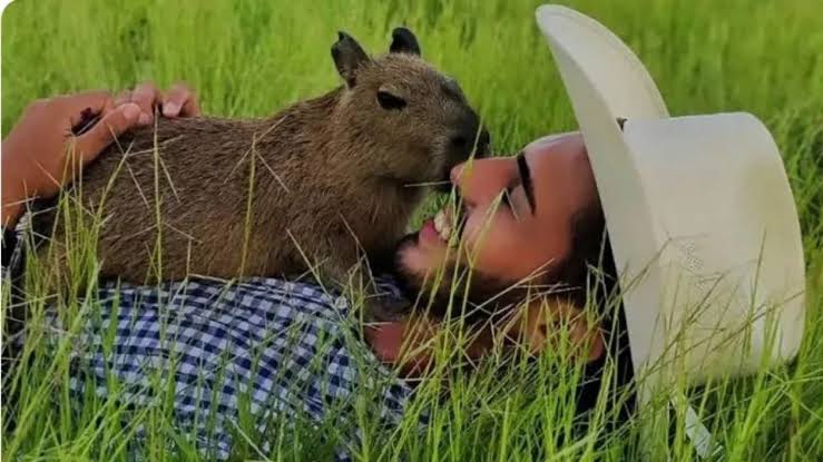 Filó está livre!: Justiça determina que Ibama devolva capivara para Agenor; “Ela não mora na casa dele, ele é que vive na floresta”