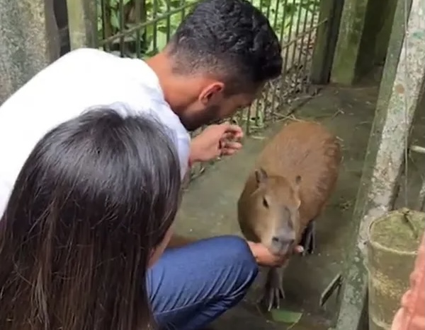 ‘Lili cantou’: capivara Filó foi liberada e está voltando para seu lar no interior do Amazonas; veja o vídeo
