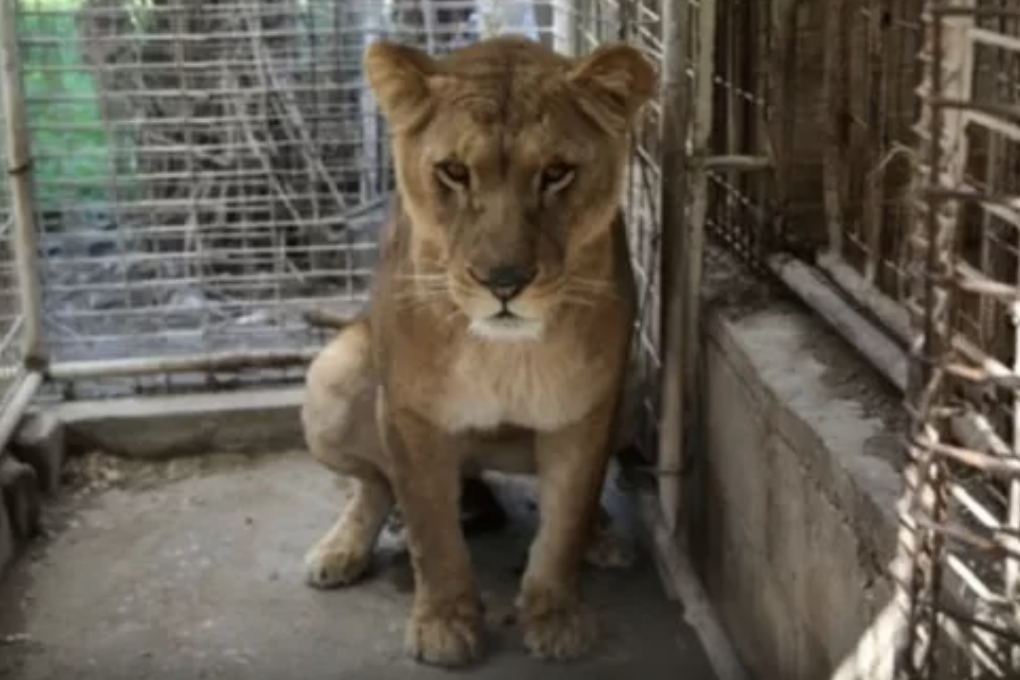 Menino de seis anos m0rre após ser mordido por leoa em parque na Faixa de Gaza