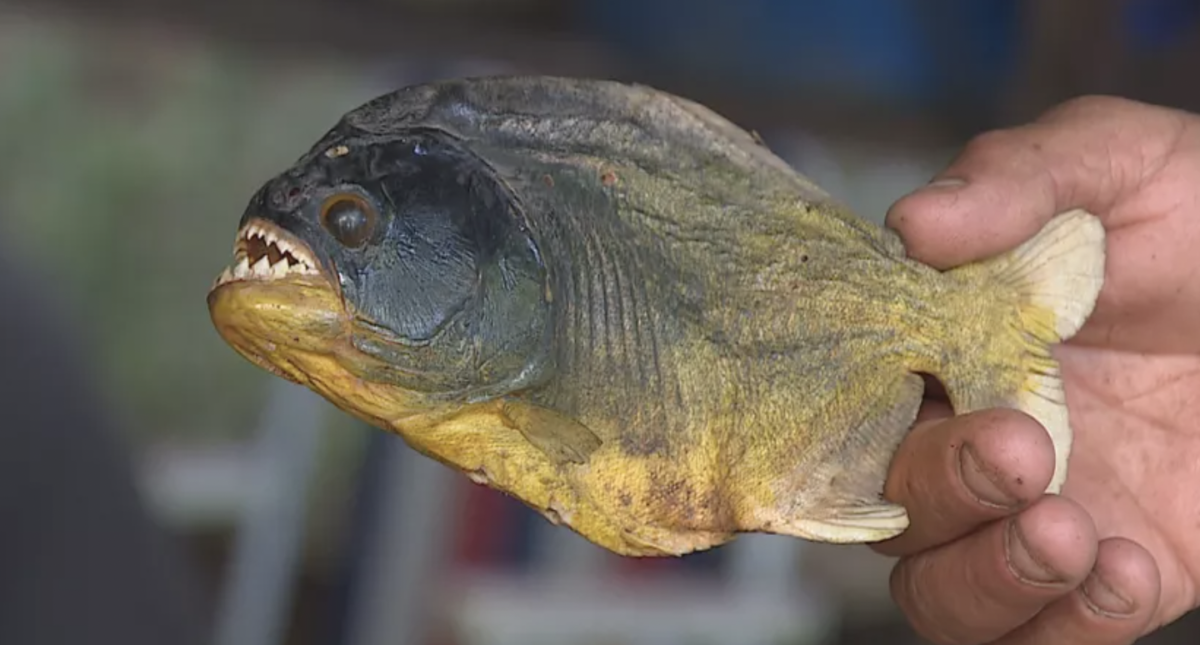 Cerca de oito pessoas ficam feridas após ataques de piranhas em balneário no Tarumã