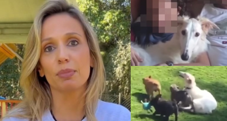 Luisa Mell é processada em R$ 15 milhões após invadir propriedade, roubar cadela de menino autista e deixar cães morrerem