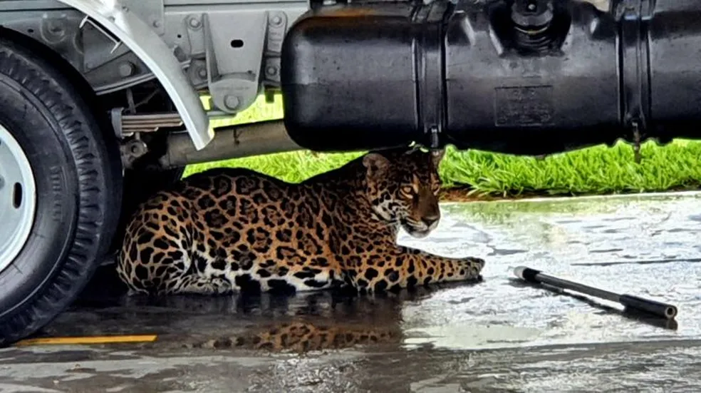 Onça-pintada que morreu em pátio de aeroporto aguarda necrópsia há um ano