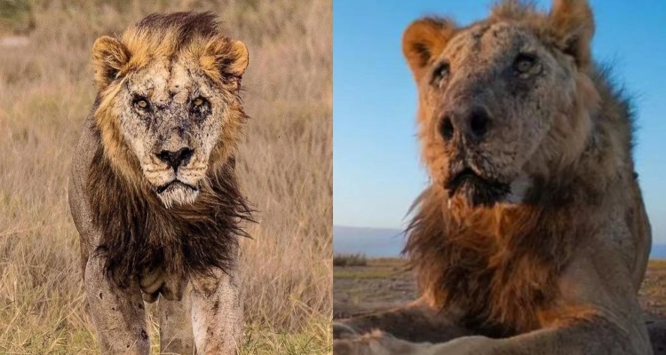 Loonkito, um dos leões mais velhos do mundo, é morto no Quênia; veja vídeo