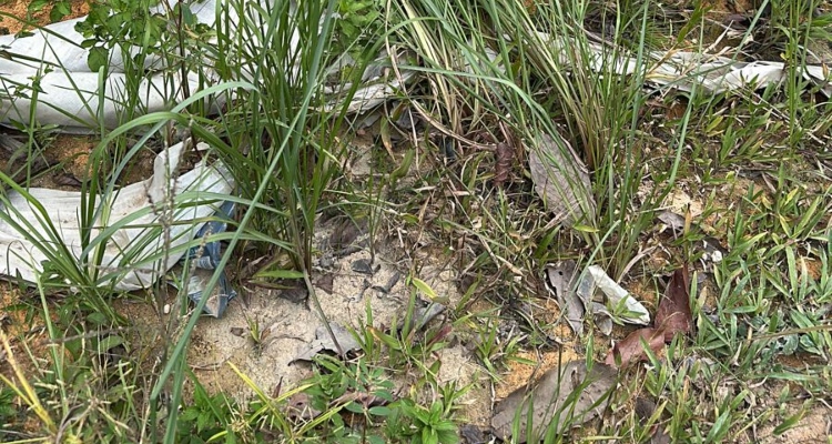 Urgente: Corp0 de homem é desovado em terreno no Distrito Industrial 2; veja vídeo