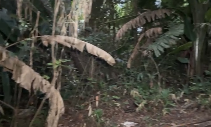 Urgente: corpo com sinais de tortur4 é encontrado em terreno baldio na ZL; imagens f0rtes