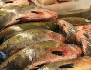 GRAVE: peixes no Amazonas e em outros 5 estados estão contaminados com mercúrio, revela estudo