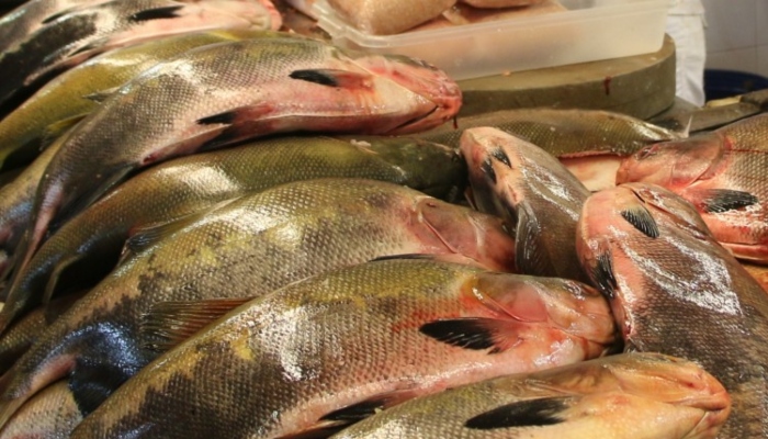 GRAVE: peixes no Amazonas e em outros 5 estados estão contaminados com mercúrio, revela estudo