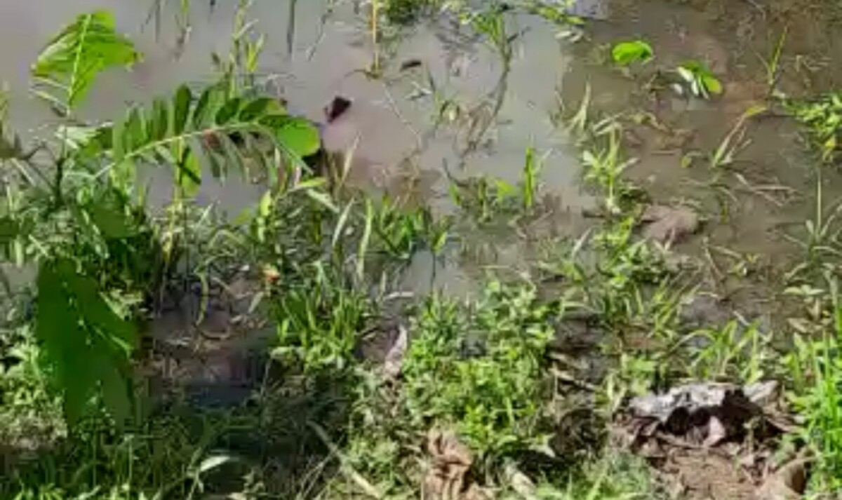 Corp0 de homem é encontrado boiando em igarapé no Careiro da Várzea; veja vídeo